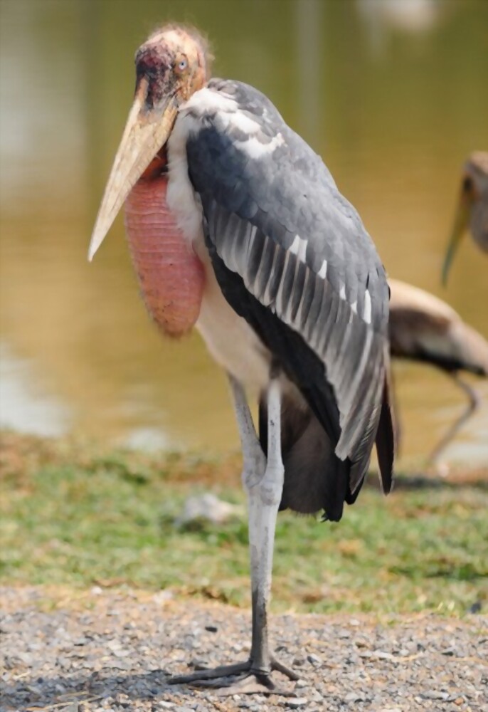 Marabou Stork: Most Strange Looking Birds