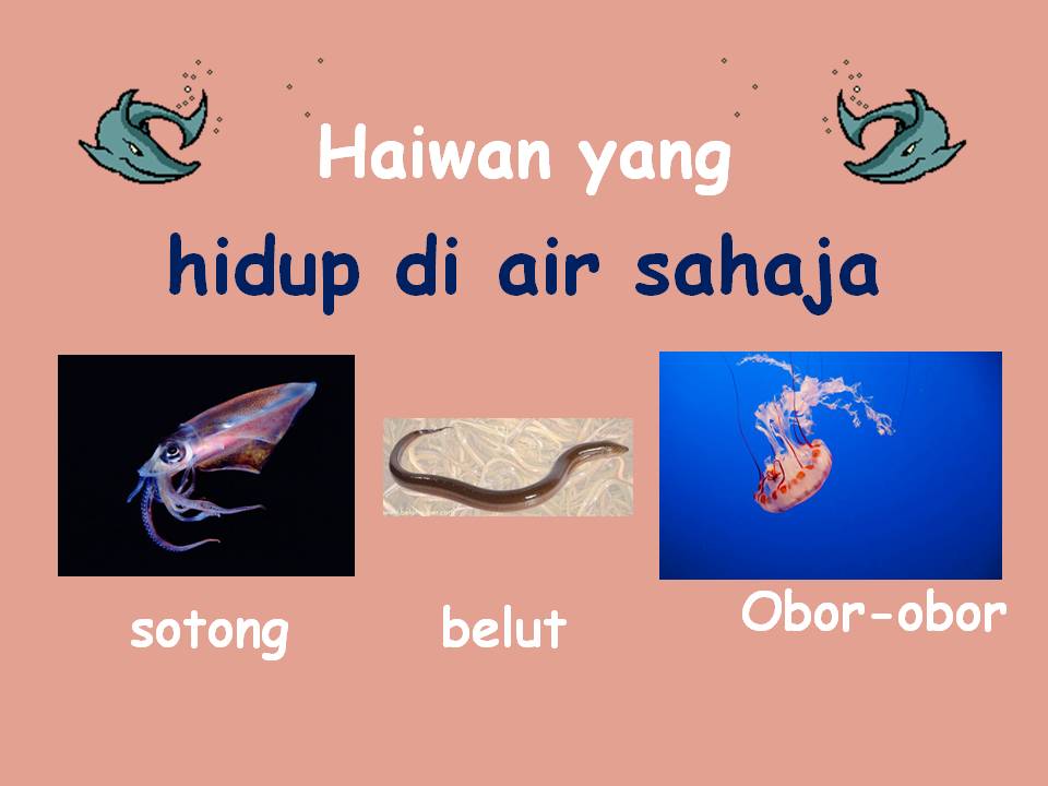 Bahasa Malaysia Tahap Satu Bahasa Malaysia Habitat Haiwan