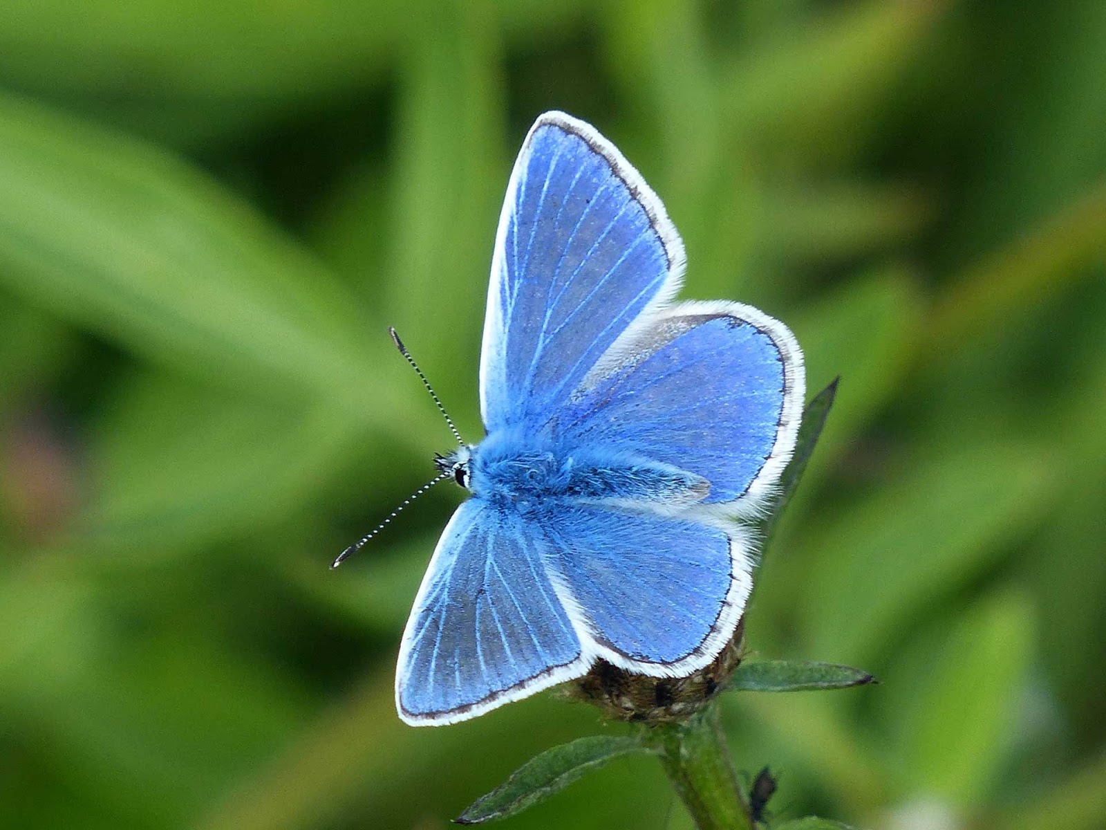 Алтайская бабочка голубая Ордынка