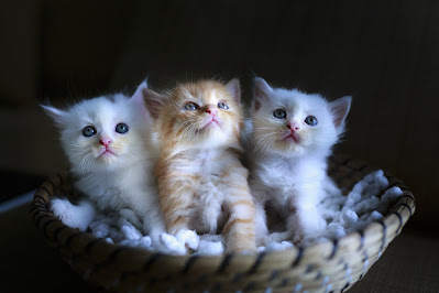 Trois chatons pour tout vous expliquer du futur du livre !