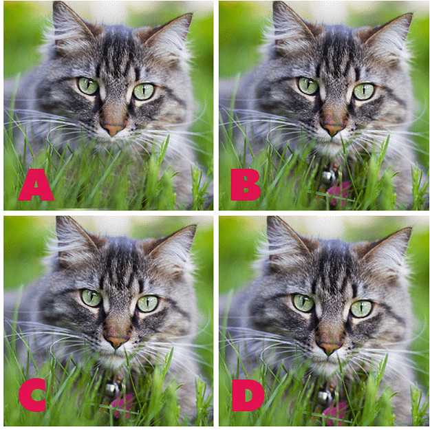 ADGATE Quiz Diva Kitty Difference (ANSWERS) Swagbucks Help