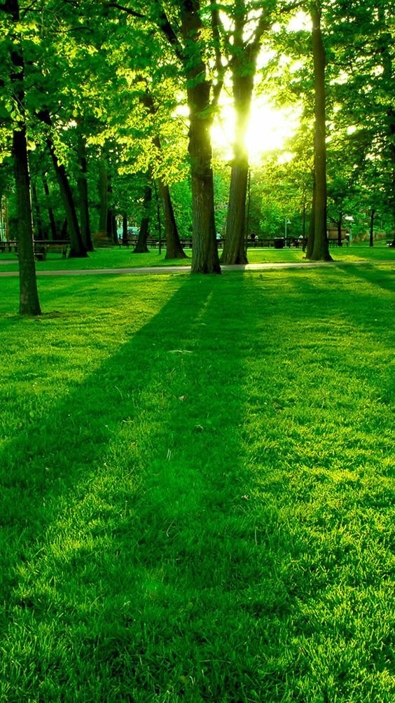 Most Beautiful Green Nature Wallpapers