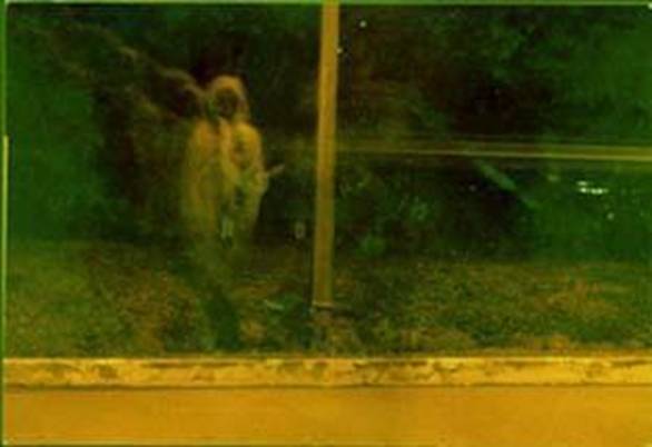 Strange Facts: Ghost Appearances in Photos