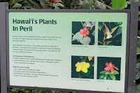 Hawaii's plants in peril - Lyon Arboretum, Manoa Valley, Oahu, HI