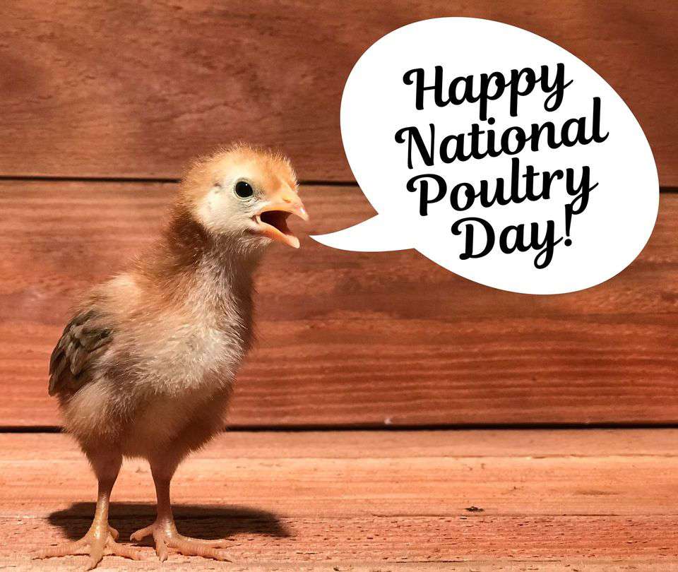 National Poultry Day Wishes for Instagram National Poultry Day Wishes for Instagram