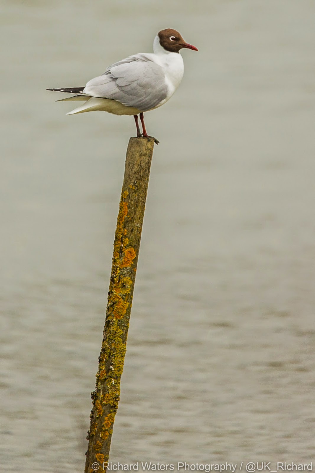 Richard Waters Photography