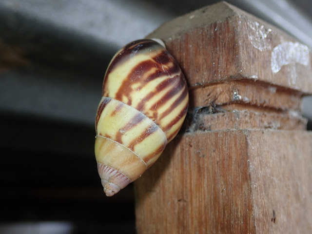 Amphidromus perversus Amphidromus perversus