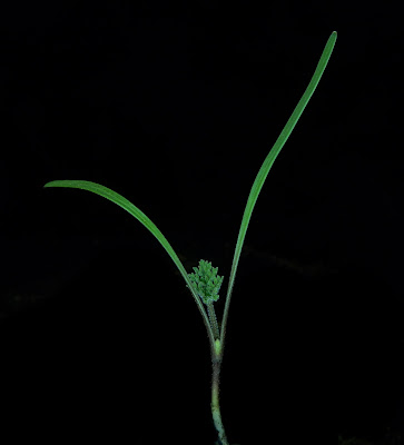 Turgenia latifolia