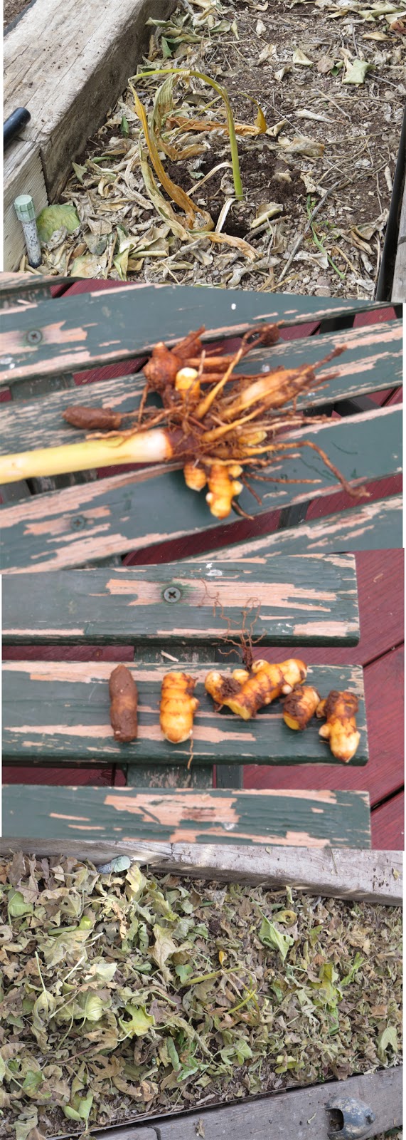 Edible Herbs, Flowers & Other Edibles Grow Your Own Dinner! In the