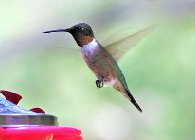 Photo of Ruby-throated Hummingbird at feeder