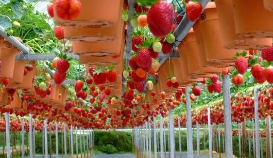  Kebun Strawberry Ciwidey