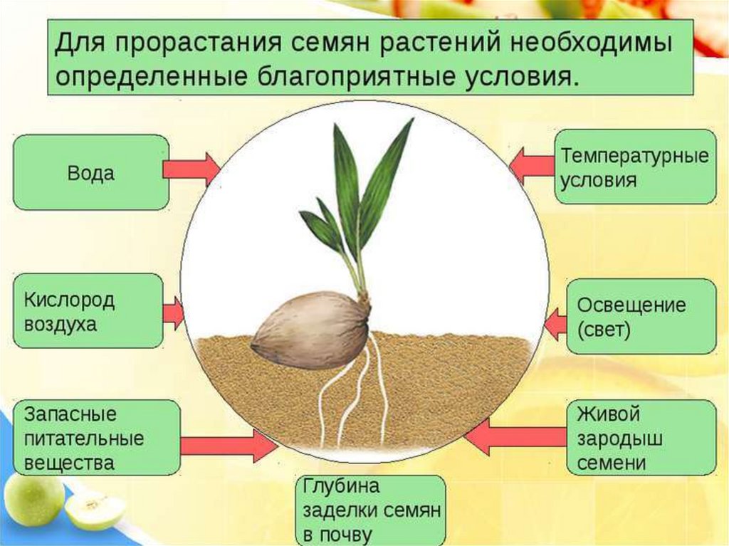 Условия необходимые для прорастания семян. Условия прорастания семян таблица. Факторы необходимые для прорастания семян. Условия прорастания сем.