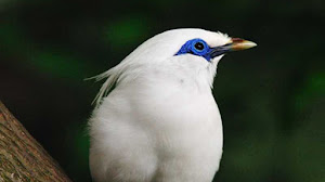 Caraputu Com Media Refrensi Harga Burung Mp3 Burung