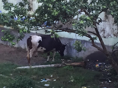 गौपालक दुधारू पशुओं के फैट की गिरावट रोकें : एनडीडीबी, AnjNewsMedia, Animal-Care-During-Rainy-Season