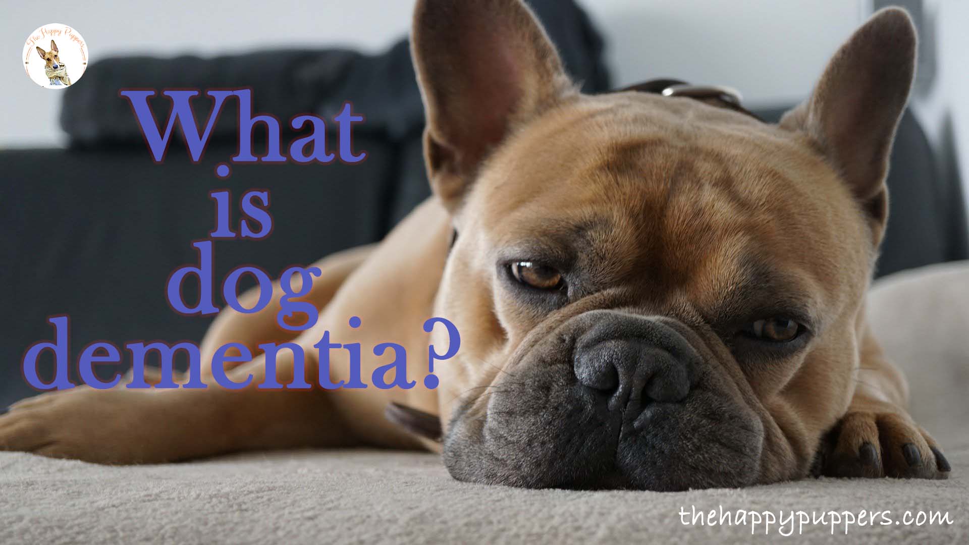 What is dog dementia? What is dog dementia?