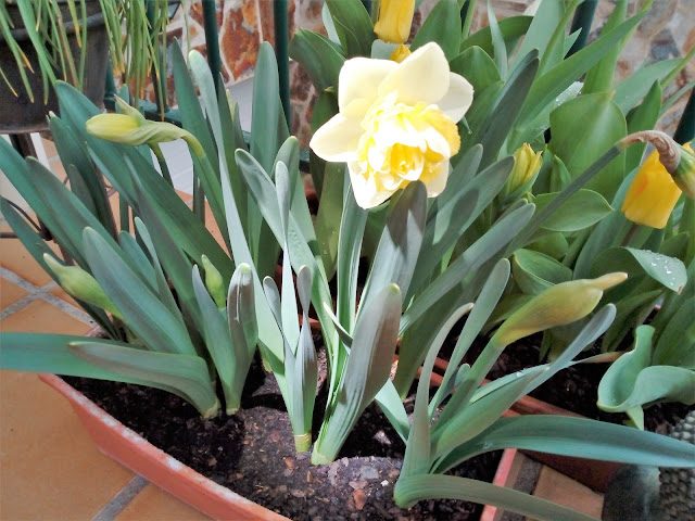 Narcisos (Narcissus "Golden Pearl").