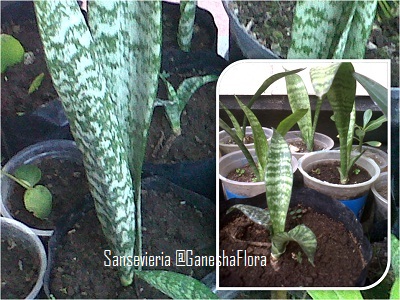 LIDAH MERTUA (Sansevieria) - GANESHA FLORA