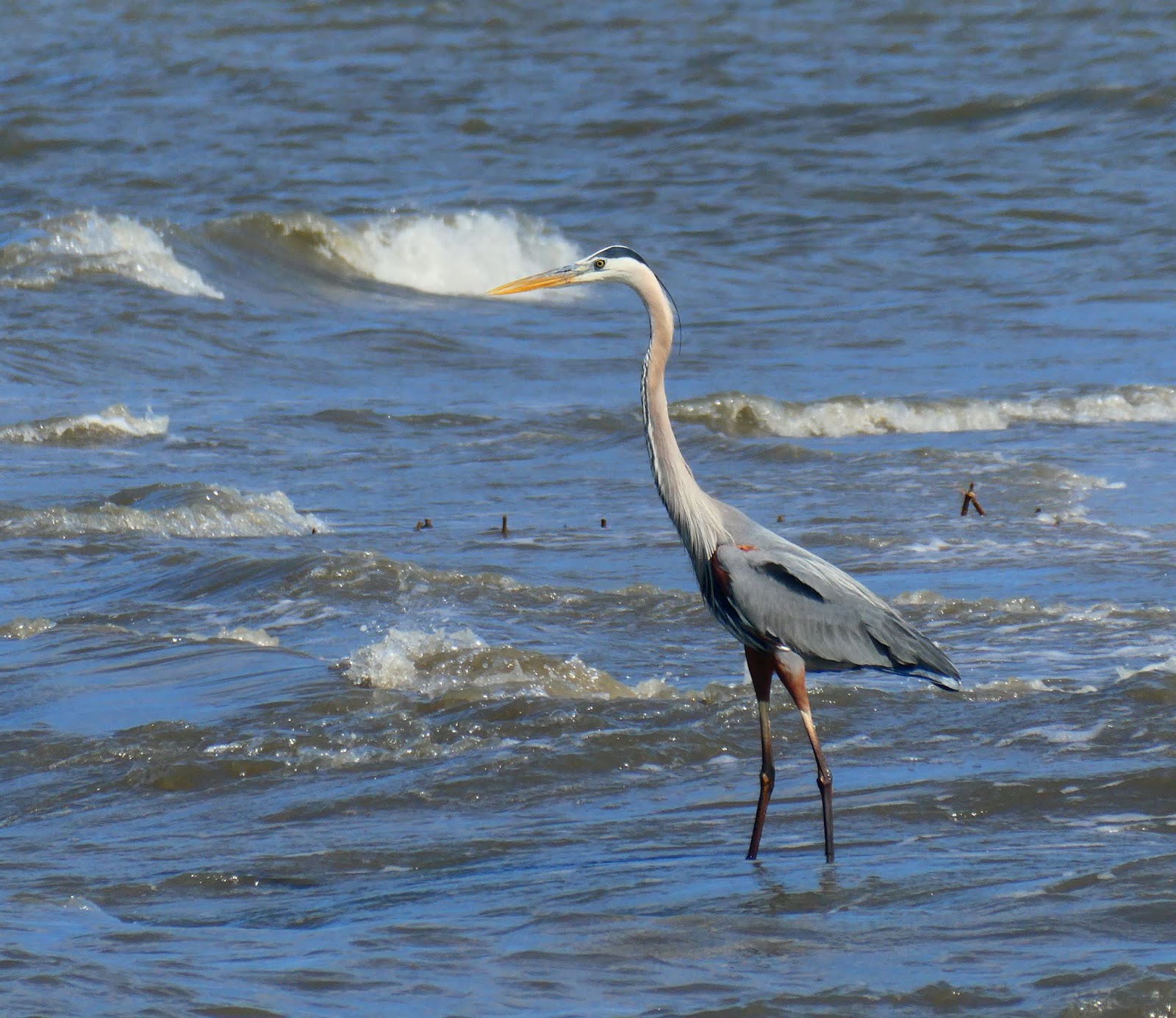 Northamptonshire Birding Delaware Shorebirds