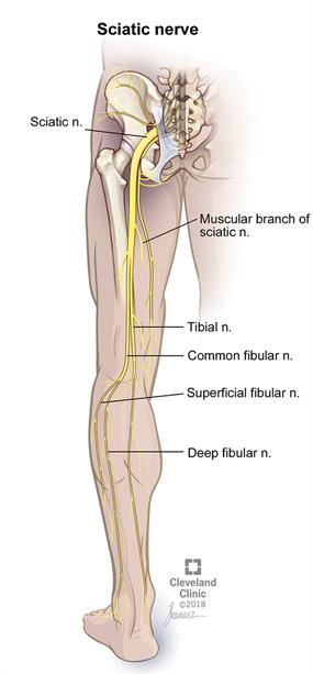 MT Endangerment Sites: 34. Sciatic Nerve