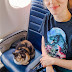 @kadylone (Kady Lone) lives with a tortoiseshell-and-white Exotic Shorthair with a white moustache
