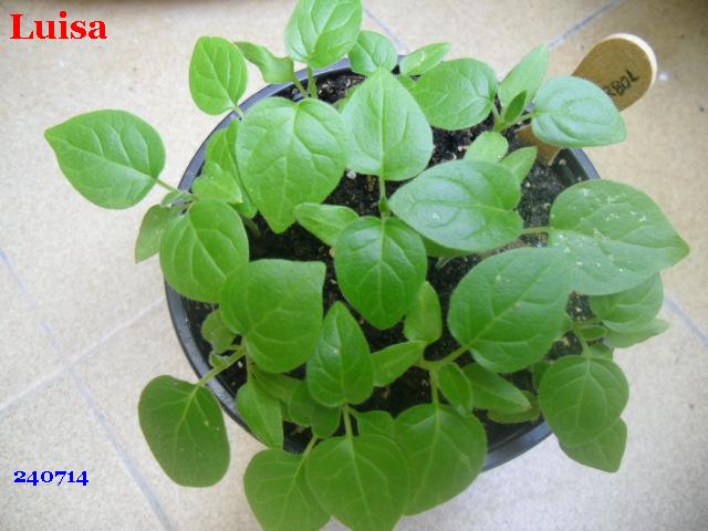 PIÑAS, PAPAYAS, GUAYABO, PHISALIS, GOJIS y otras FRUTAS TROPICALES