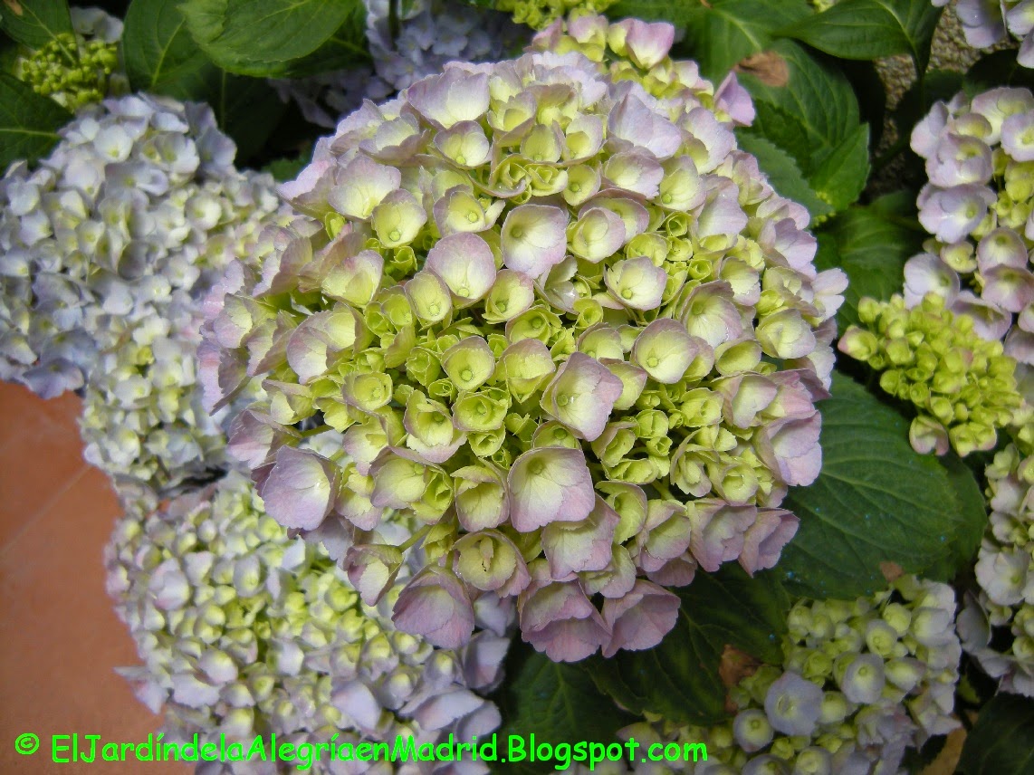 El jardín de la alegría : Qué hacer para que las hortensias sean azules  (Hydrangea macrophylla)