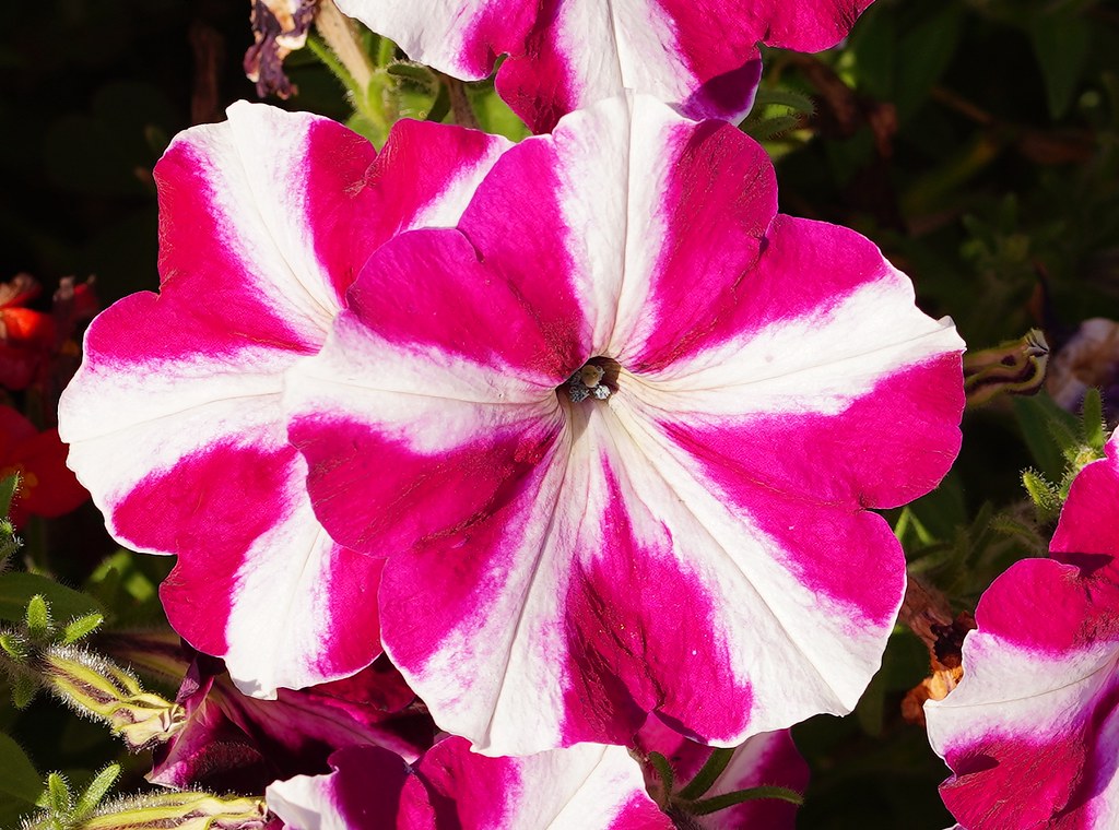 Petunia × atkinsiana care and culture Travaldo's blog