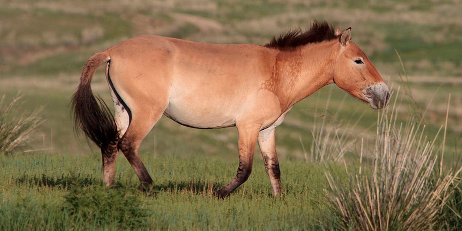 пржевальский лошадь пржевальского. породы лошадей пржевальского. лошадь пржевальского. пржевальский лошадь пржевальского. хустайн-нуруу монголия.