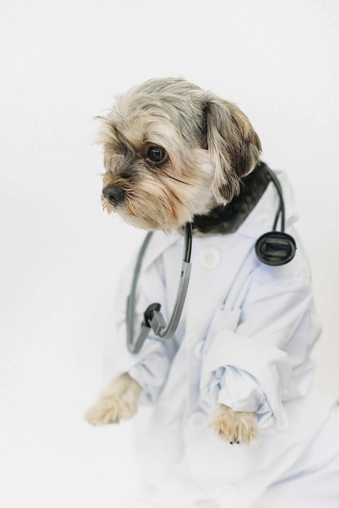 How to take care of a newborn puppy without its mother
