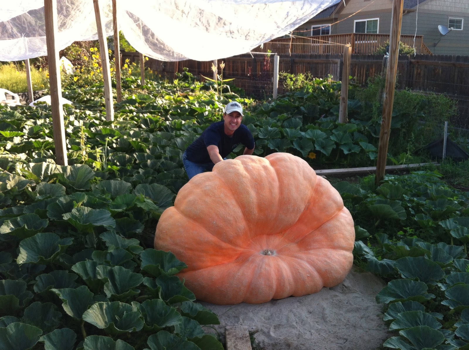 Giant Pumpkin Growing Tips From The Pumpkin Man: Dag Nabit: Lost