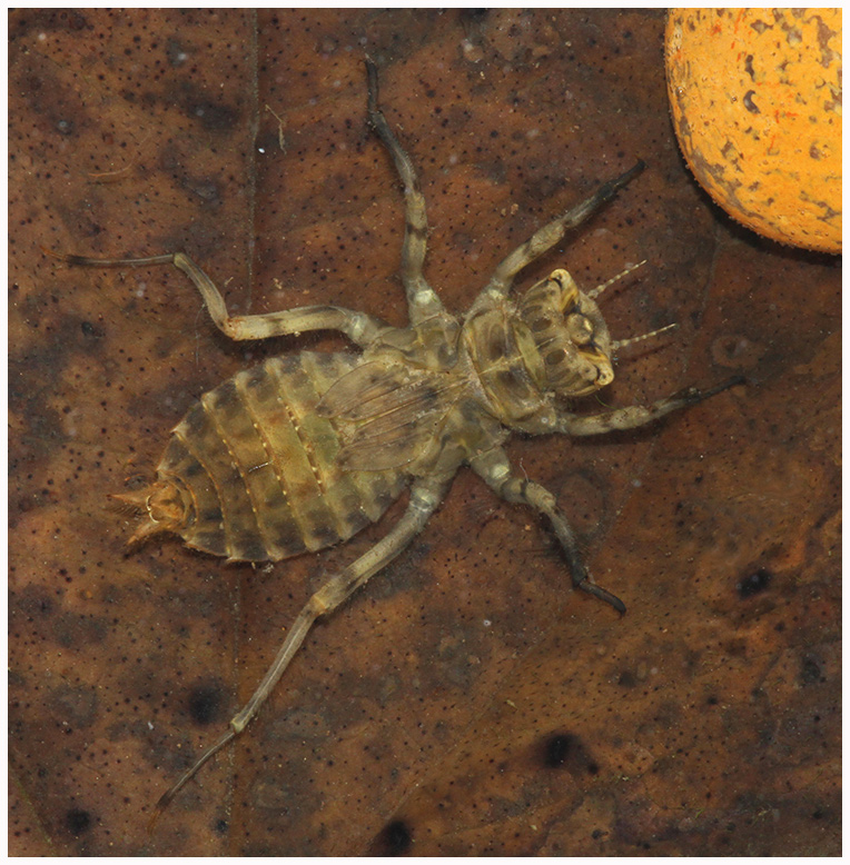 Kent Dragonflies Black tailed Skimmer (Orthetrum cancellatum) Nymph