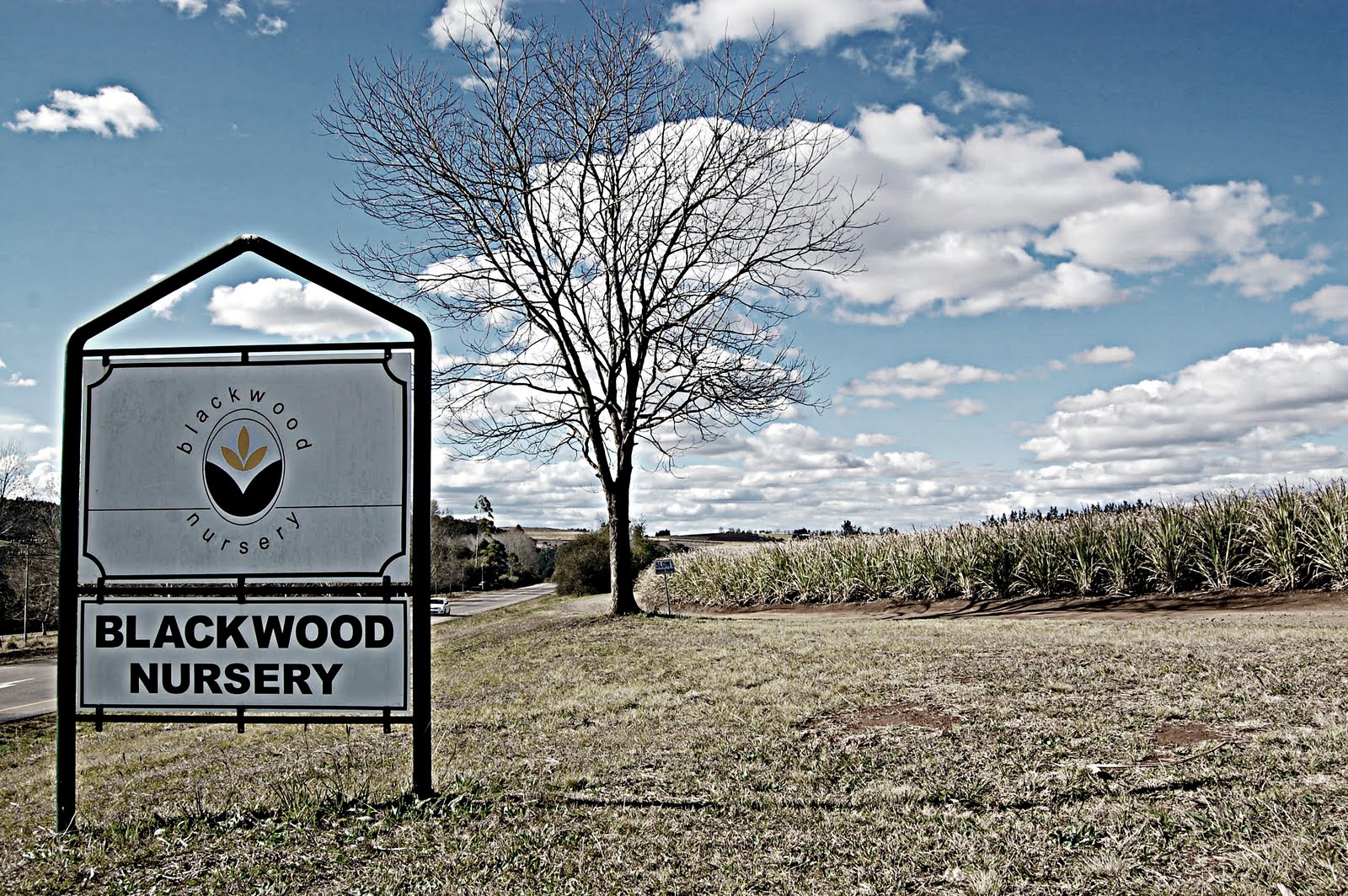 CityGirl Searching Tea and Cake *Blackwood Nursery, Richmond*