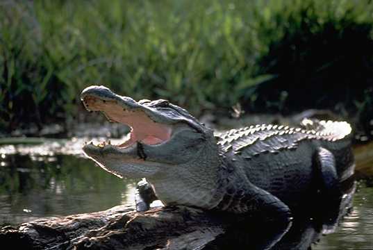 Alligator The Life Of Animals