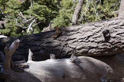 Bryce Canyon National Park, Utah.