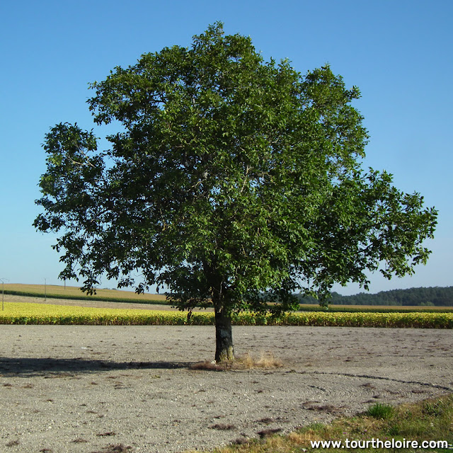 Walnut tree in a field, Indre et Loire, France. Photo by Loire Valley Time Travel.