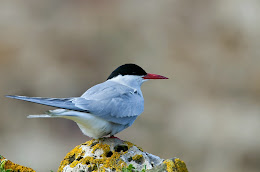خرشنة قطبية Arctic Tern