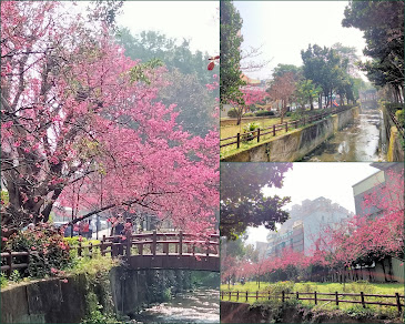 中壢景點[莒光公園]櫻花開滿園.疫情期間最佳賞景、拍照、野餐的好去處