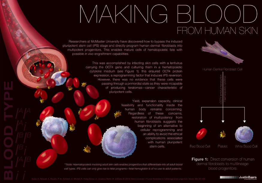 what is the makeup of human blood