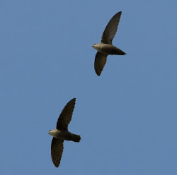 bird chimney week swifts xxxlll mr flight xxxll swift flying 31st tuesday 6th williams grade science hear often several together