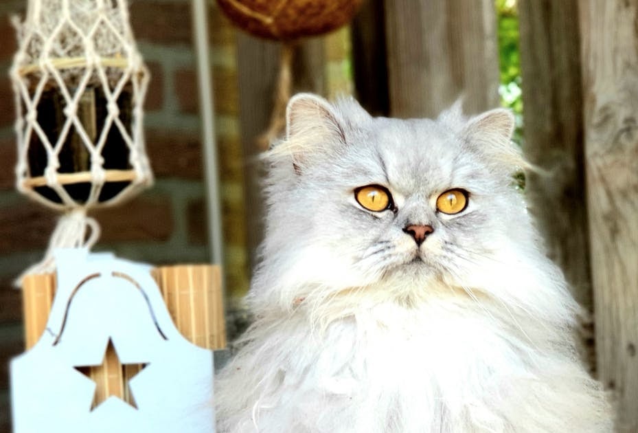 İran Kedisinin Özellikleri Nelerdir? İran Kedisine Nasıl Bakılır