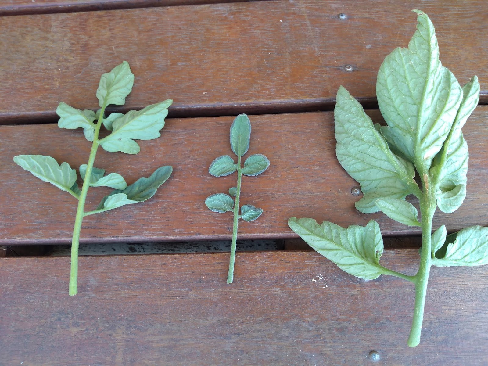 Mudflower Tomato leaf comparisons