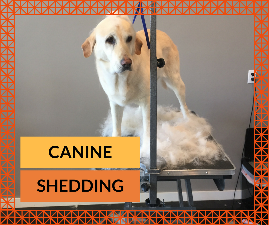 Bark City Doggy Daycare Canine Shedding