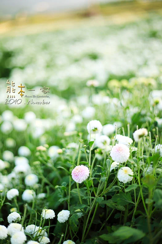 苗栗銅鑼杭菊季
