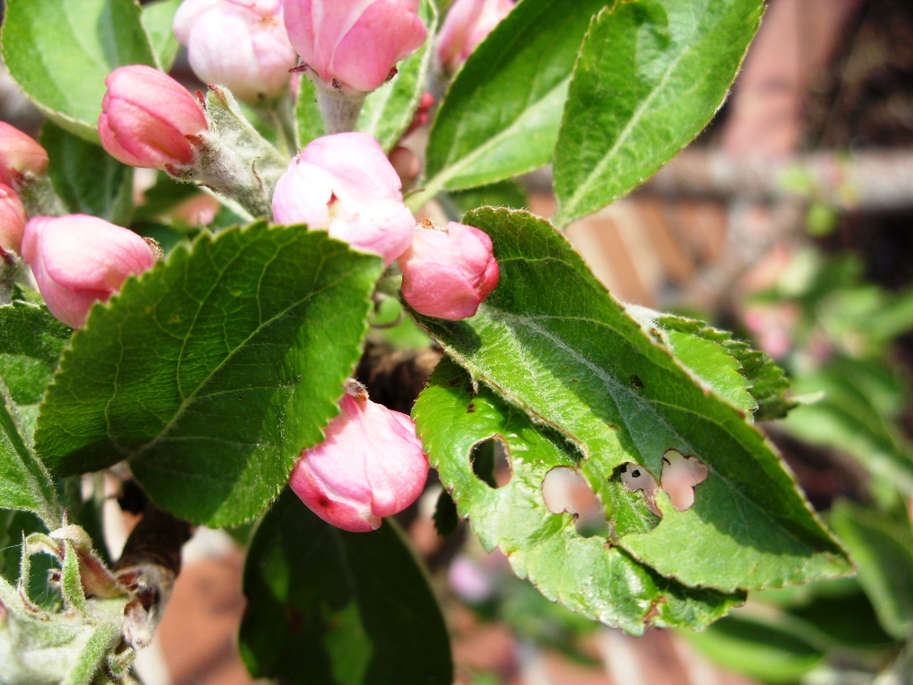 Kelli's Northern Ireland Garden Apple Tree Inspection
