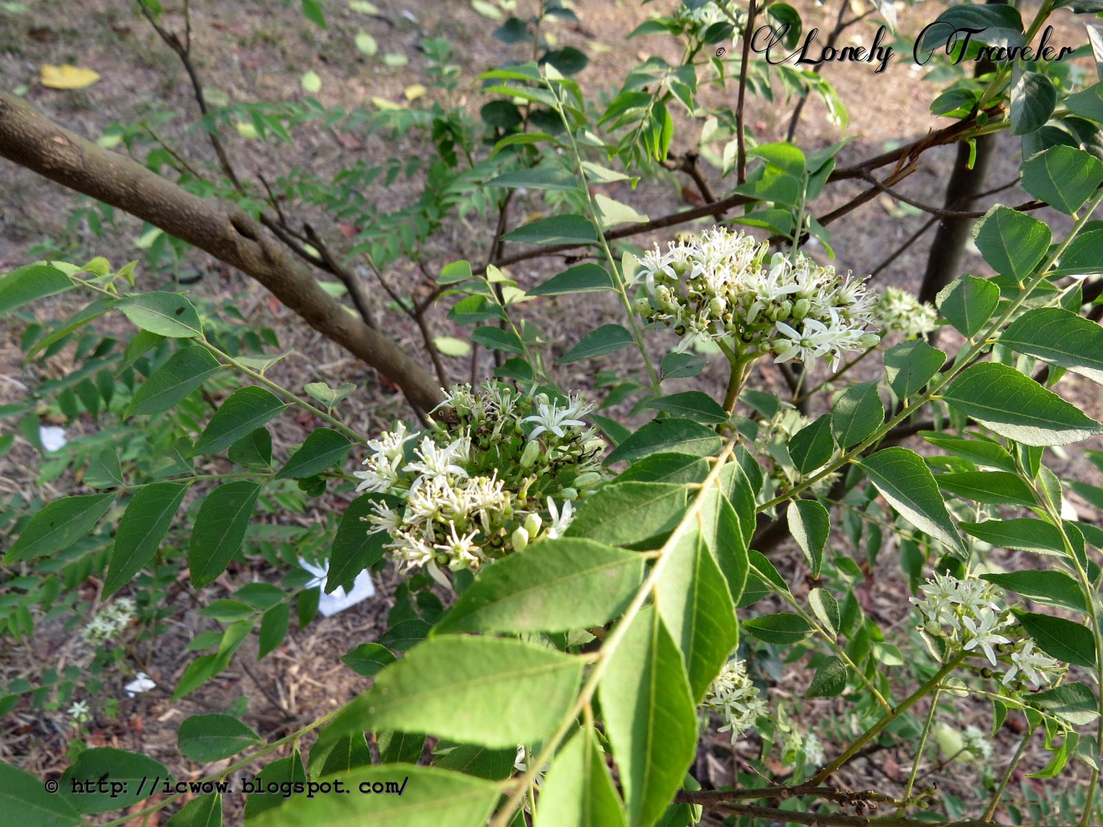 Curry leaf plant Murraya koenigii