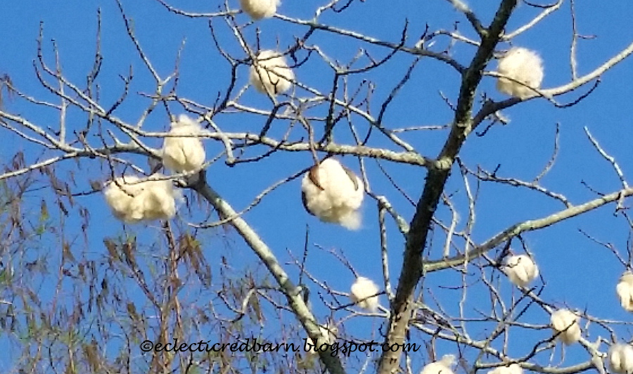 Eclectic Red Barn Cotton balls on the tree breaking out of shell