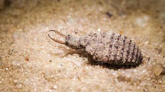 Binatang Undur Undur dan Kegunaannya Berita Aneh dan