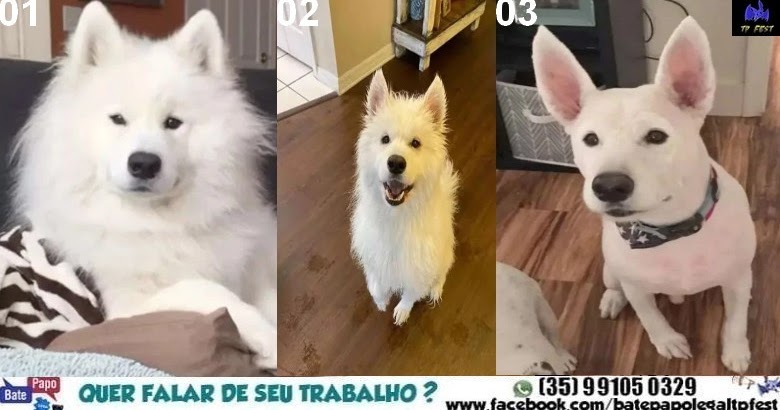 Samoieda tosado Clearance