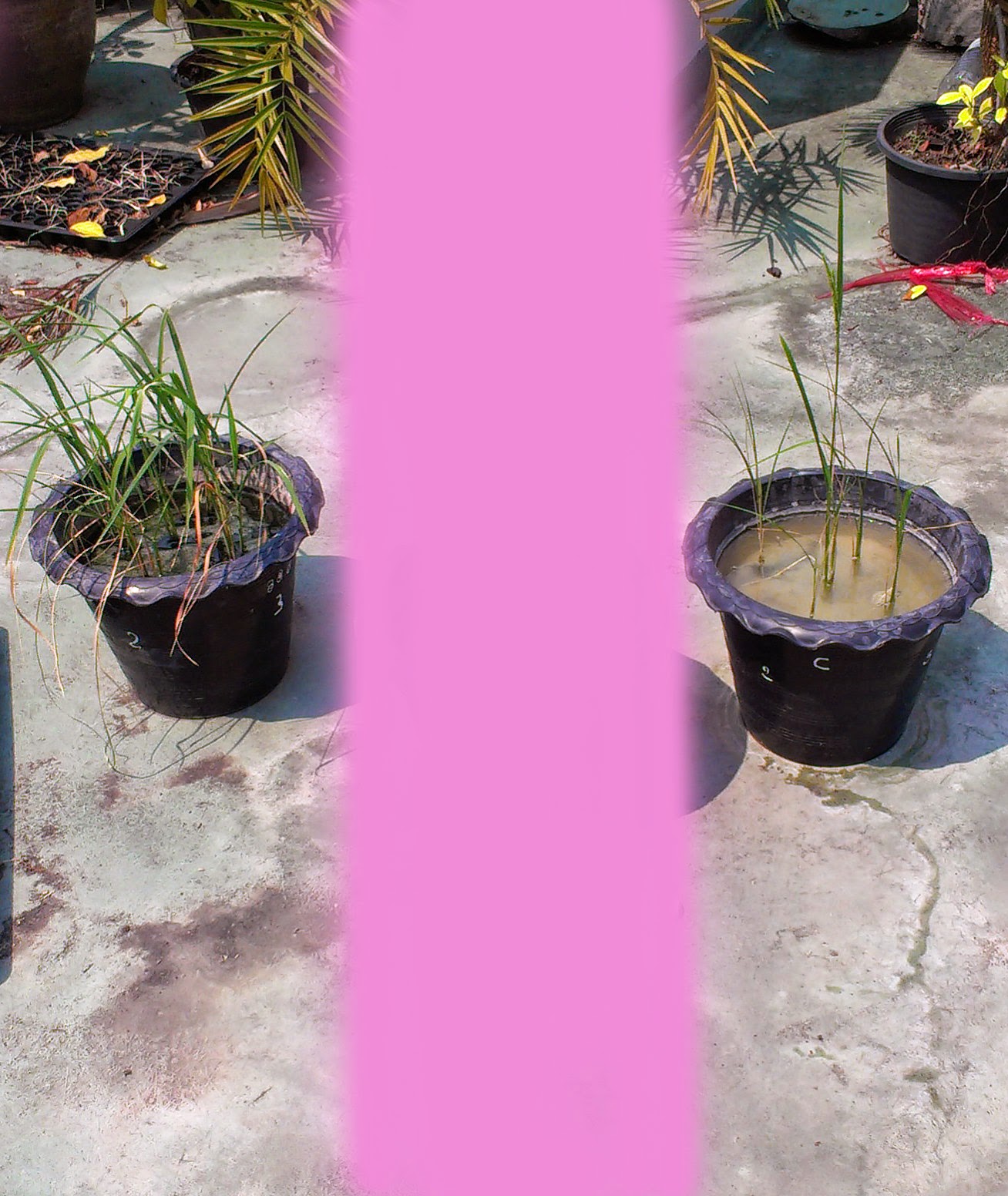 Mythbuster Can the nutrients in your urine help the plant grow better?