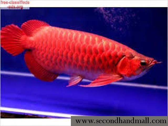 Gambar Ikan Arwana Super Red